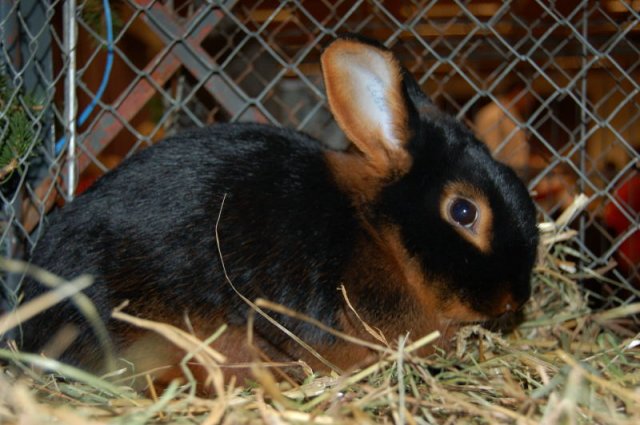 Lohkaninchen